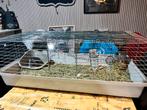 Koppel mannelijke chincilla’s, Dieren en Toebehoren, Knaagdieren, Chinchilla, Augustus, Mannelijk, Tam