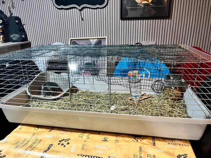 Koppel mannelijke chincilla’s, Dieren en Toebehoren, Knaagdieren, Mannelijk, Chinchilla, Augustus, Tam