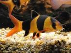 gezocht clown botia, Dieren en Toebehoren, Vissen | Aquariumvissen, Vis