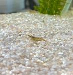 Garnalen wildkleur, Dieren en Toebehoren, Vissen | Aquariumvissen, Kreeft, Krab of Garnaal, Zoetwatervis, Schoolvis