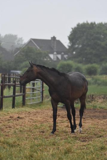 4 jarige brave ruin (v. Pegase vh Ruytershof) beschikbaar voor biedingen