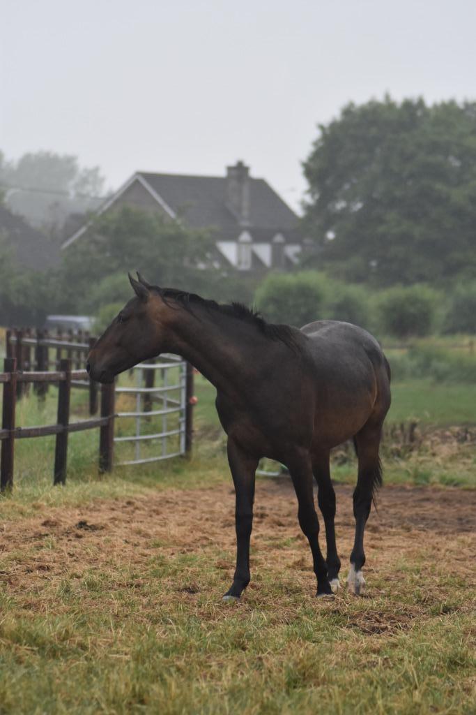 4 jarige brave ruin (v. Pegase vh Ruytershof), Dieren en Toebehoren, Paarden, Ruin, Zadelmak, 165 tot 170 cm, 3 tot 6 jaar, Springpaard