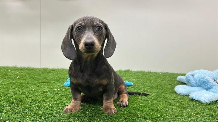 Standaard Teckel pup, Dieren en Toebehoren, Honden | Teckels en Dashonden, Teef, Korthaar, Standaard, Fokker | Professioneel, Eén hond