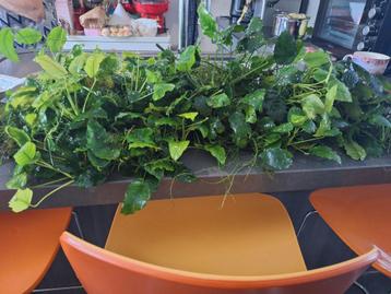XxL planten aquarium  beschikbaar voor biedingen