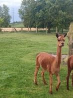 Alpaca merrie, Dieren en Toebehoren, Overige Dieren, Vrouwelijk