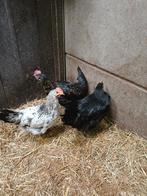 Haan brakel, Dieren en Toebehoren, Vogels | Overige Vogels, Mannelijk, Tam