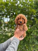 Mooie toy/dwergpoedel pups, Dieren en Toebehoren, Honden | Retrievers, Spaniëls en Waterhonden, België, Overige rassen, CDV (hondenziekte)