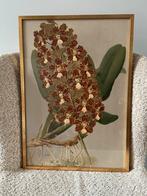 Botanische litho H.G. Moon – Odontoglossum cordatum, Enlèvement ou Envoi