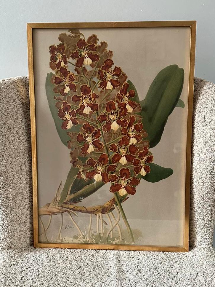 Botanische litho H.G. Moon – Odontoglossum cordatum, Antiquités & Art, Art | Lithographies & Sérigraphies, Enlèvement ou Envoi