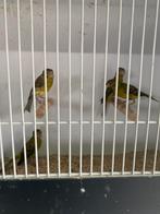 Raza kanaries, Dieren en Toebehoren