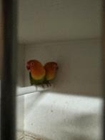 Ficherie, Dieren en Toebehoren, Vogels | Overige Vogels, Geslacht onbekend