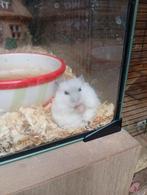 nestje dwerghamsters, Dieren en Toebehoren, Knaagdieren, Hamster, Meerdere dieren, Tam, Oktober