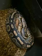 Cinnamon 100% het piebald 66% poss het candy ball python, Dieren en Toebehoren