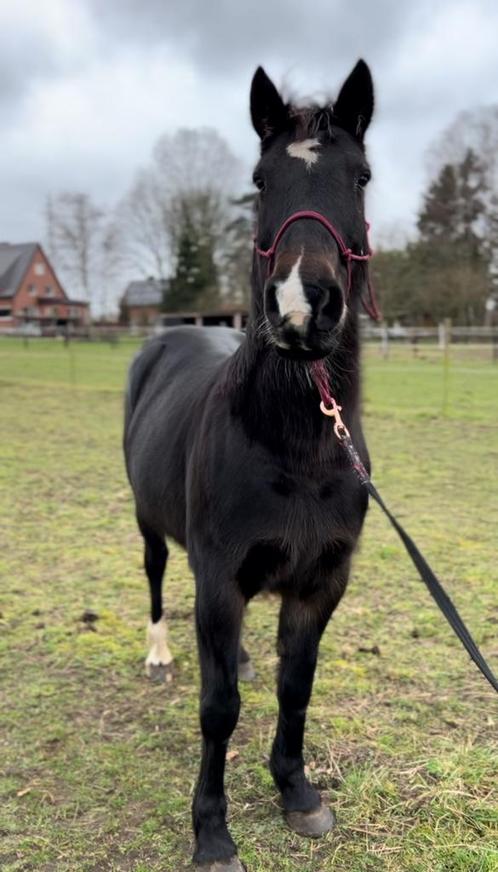 17-jarige D-pony, Dieren en Toebehoren, Pony's, Merrie, Niet van toepassing, D pony (1.37m tot 1.48m), 11 jaar of ouder, Ontwormd