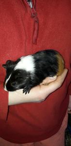 Cavia zeugje, Cavia, Vrouwelijk, Tam