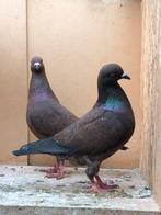 Duiven, Geslacht onbekend