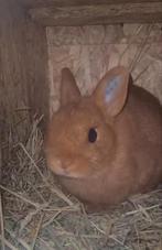 Kleudwergen, Animaux & Accessoires, Lapins