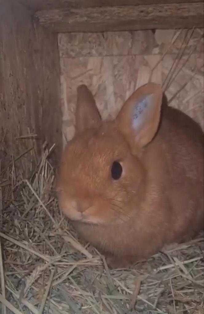 Kleudwergen, Animaux & Accessoires, Lapins