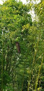 Phyllostachys, Ophalen, Bloeit niet, Vaste plant, Kruiden