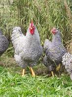 pluimvee, Dieren en Toebehoren, Pluimvee, Meerdere dieren, Kip