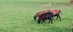Moutons du Cameroun, Femelle, Mouton, 0 à 2 ans