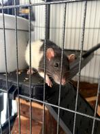 2 tamme ratten (V) + nieuw kot + ……, Dieren en Toebehoren, Knaagdieren, Rat, Juli, Vrouwelijk, Tam