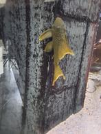 Green phantom Plecostomus, Dieren en Toebehoren, Vis, Zoetwatervis