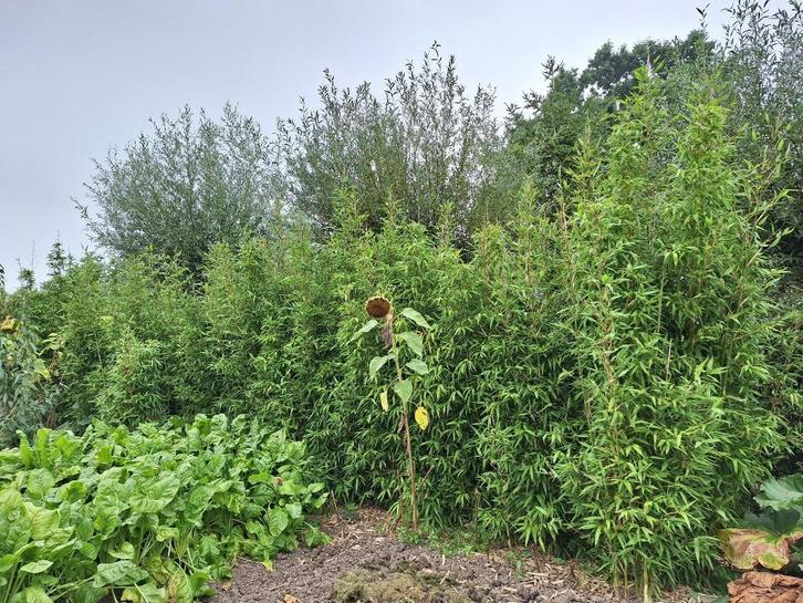 Bamboe Semiarundinaria Fastuosa, Tuin en Terras, Planten | Tuinplanten, Ophalen