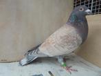 Speciale kleurpostduif kweekdoffer dominant opaal, Animaux & Accessoires, Oiseaux | Pigeons