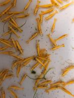 Hobbyaquarium Citroen garnalen Goldentop/Backstrip Highgrade, Dieren en Toebehoren