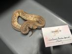 Koningspythons, Dieren en Toebehoren, Slang, Tam
