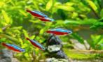 aquarium visjes guppies, neon, algeneters, garnaaltjes, Dieren en Toebehoren, Vissen | Aquariumvissen