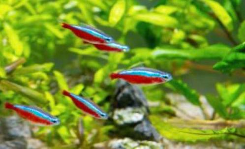 aquarium visjes guppies, neon, algeneters, garnaaltjes, Dieren en Toebehoren, Vissen | Aquariumvissen