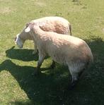 Big ram te koop, Mannelijk, Schaap, 0 tot 2 jaar