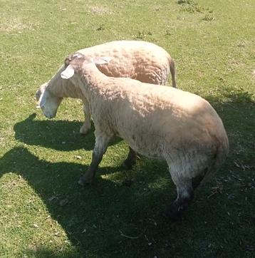 Big ram te koop, Dieren en Toebehoren, Mannelijk, Schaap, 0 tot 2 jaar