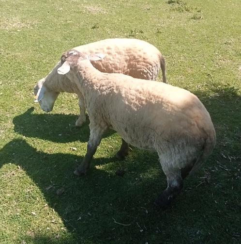 Big ram te koop, Dieren en Toebehoren, Schapen, Geiten en Varkens, Schaap, Mannelijk, 0 tot 2 jaar