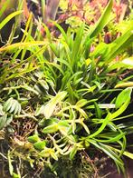 Orchidée botanique Dryadella simula