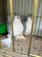 Mooie sierduiven, Meerdere dieren, Overige soorten