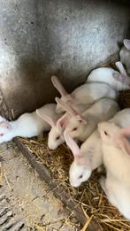 Witte van Dendermonde konijnen, Dieren en Toebehoren, Konijnen, Meerdere dieren, Groot