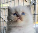 Super mooie Raszuivere Ragdoll Kittens met Stamboom, Geslacht onbekend, Gechipt, 0 tot 2 jaar