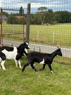 Koppel prachtige nederlandse bonte geiten, Dieren en Toebehoren, Schapen, Geiten en Varkens, Meerdere dieren, Geit