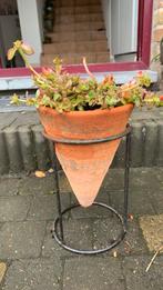 Sedum oreganum in pot met staander, Tuin en Terras, Planten | Tuinplanten, Ophalen