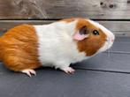 Cavia beertje, Dieren en Toebehoren, Cavia, Mannelijk, Mei, Tam