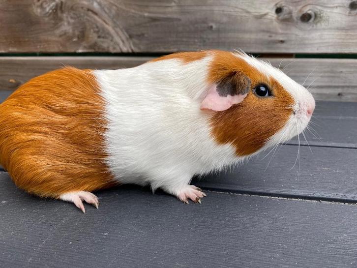 Cavia beertje, Dieren en Toebehoren, Knaagdieren, Mannelijk, Cavia, Mei, Tam