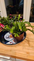 Lidcactus  bloeiende cactus, Ophalen, Cactus