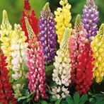 Graines de Lupin en mélange, Tuin en Terras, Bloembollen en Zaden, Ophalen, Zaad