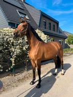 7-jarig dressuurpaard (merrie), Merrie, Dressuurpaard, Gechipt, 7 tot 10 jaar