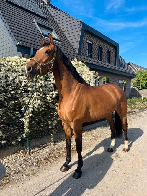 7-jarig dressuurpaard (merrie), Dieren en Toebehoren, Paarden, Merrie, 7 tot 10 jaar, Dressuurpaard, Met stamboom, Gechipt, Ontwormd