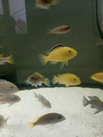 Cichlidès Malawi 3 labidochromis caeruleus, Animaux & Accessoires, Poissons | Poissons d'aquarium