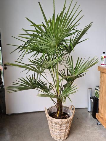 Winterharde palmboom Trachycarpus Fortunei  beschikbaar voor biedingen
